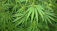 Medicine: Painkillers May Curb Memory Loss From Medical Marijuana