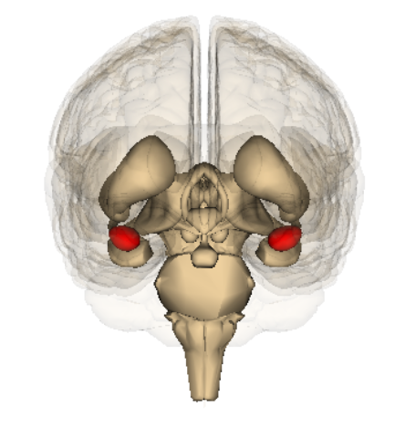 Inside the racist brain