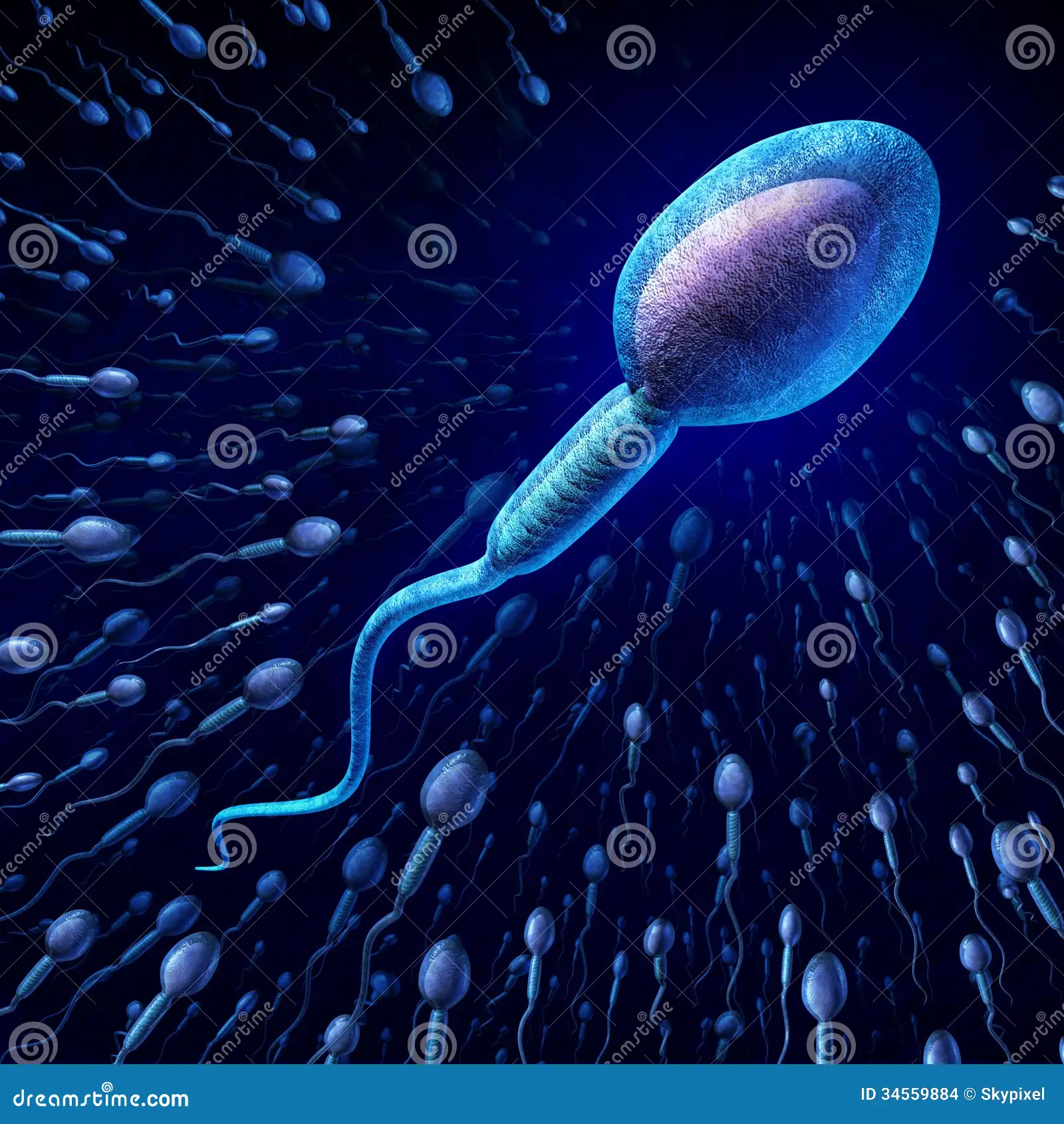 Le spermatozoïde, prodige de l’évolution
