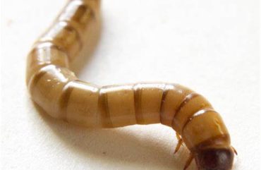 NYT: RFK Jr. says worm ‘got into my brain and ate a portion of it’