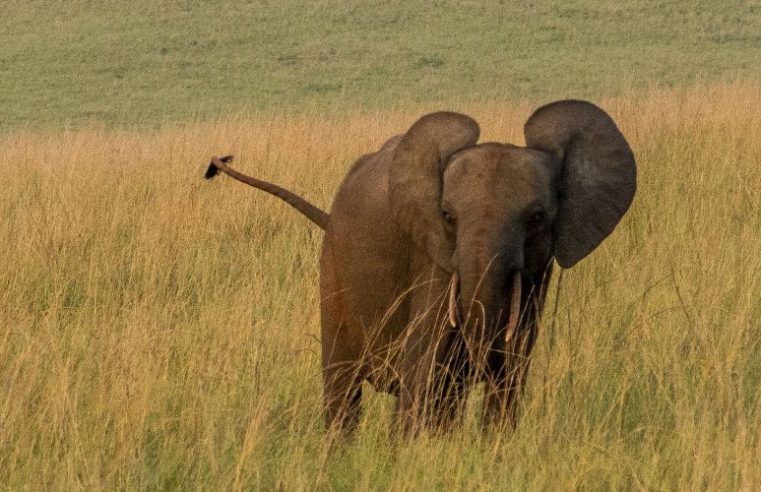 Sri Lanka. Trois hommes arrêtés pour avoir brûlé un éléphant vif