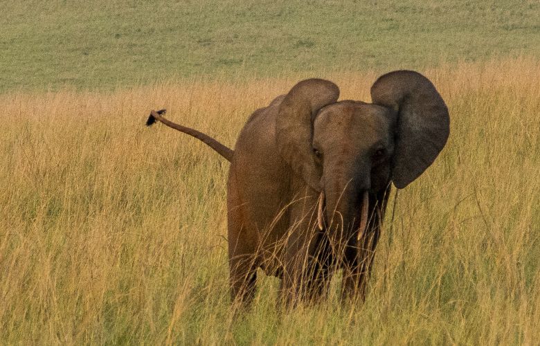 Sri Lanka. Trois hommes arrêtés pour avoir brûlé un éléphant vif