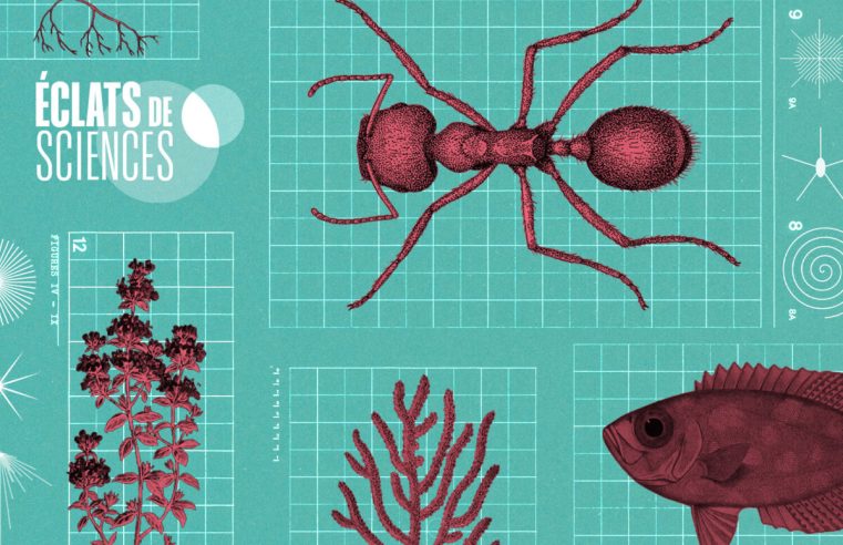 Science. Les formes du vivant n’explorent qu’une infime part des possibles