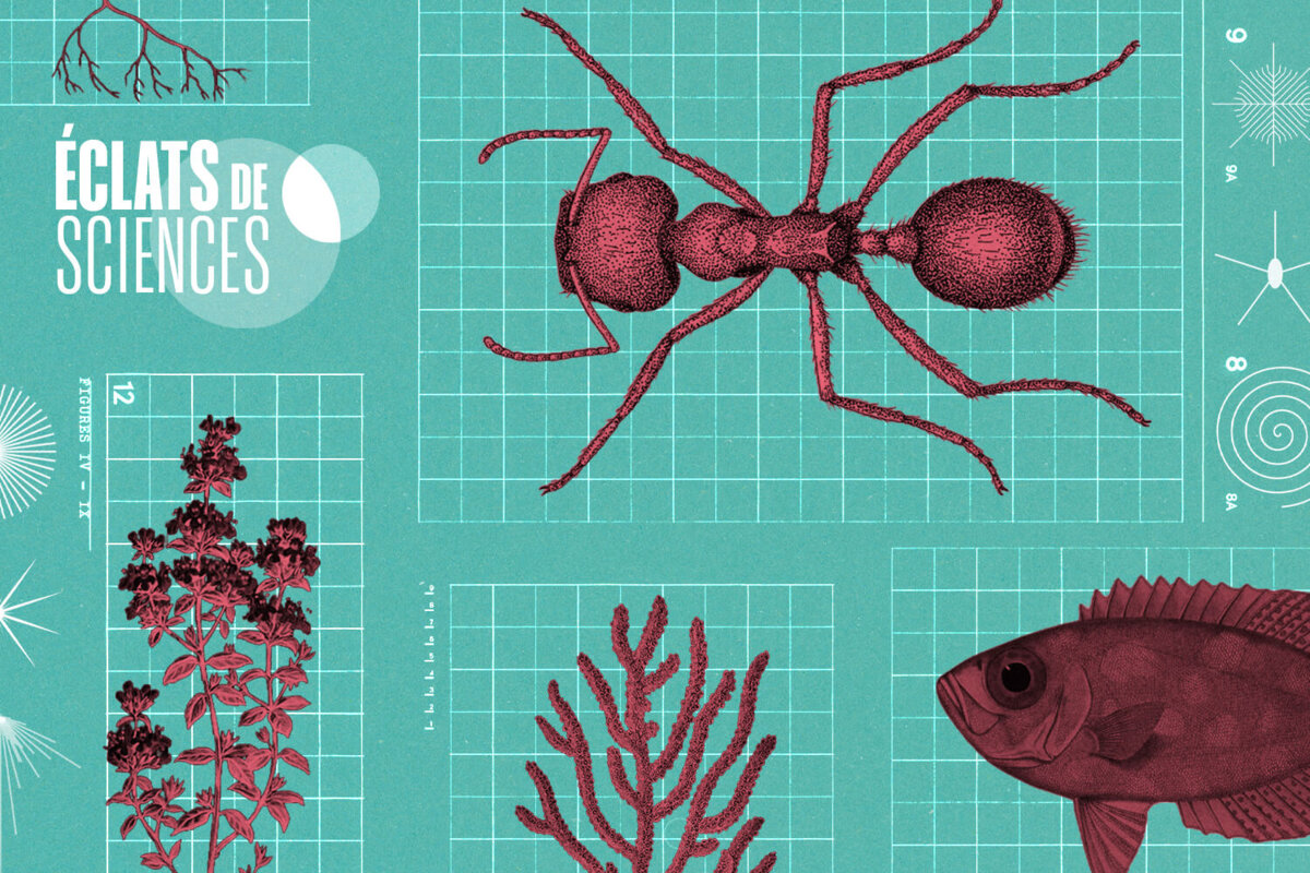 Science. Les formes du vivant n’explorent qu’une infime part des possibles