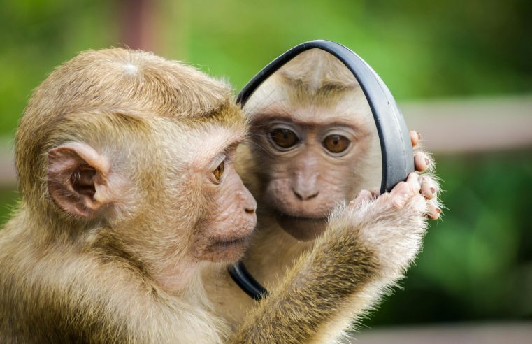 Science. Chez les primates, la fin du mythe du mâle dominant