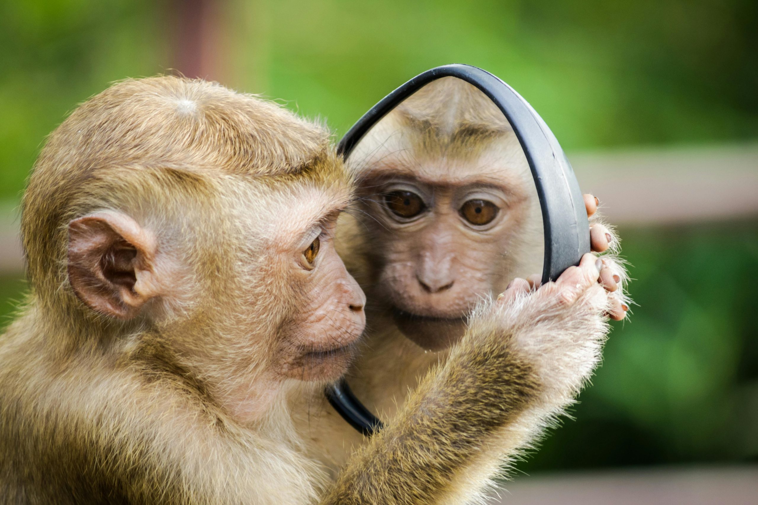 Science. Chez les primates, la fin du mythe du mâle dominant