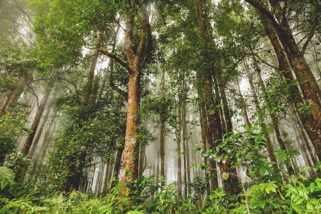 Environnement. Le recul de la déforestation n’est pas lié aux engagements des entreprises