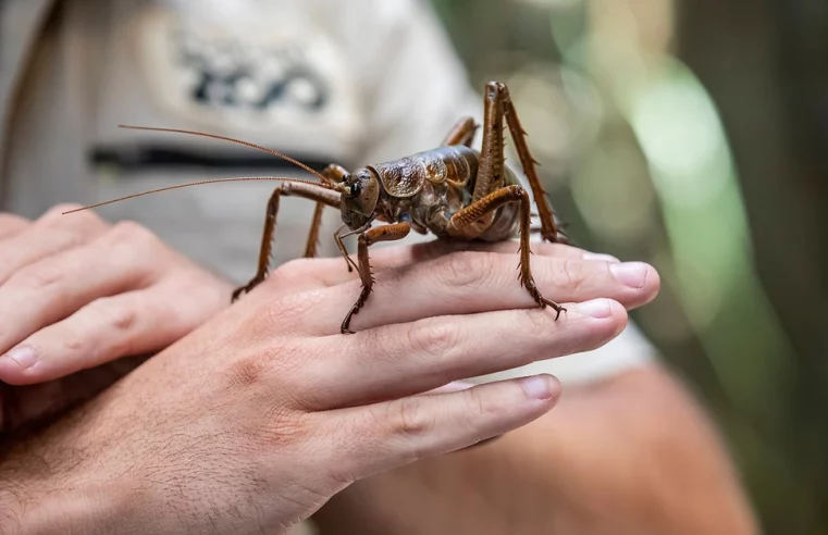 Nature. Plus grand qu’une souris : L’insecte géant que l’on croyait éteint est de retour