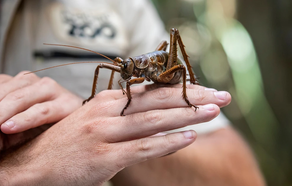 Nature. Plus grand qu’une souris : L’insecte géant que l’on croyait éteint est de retour